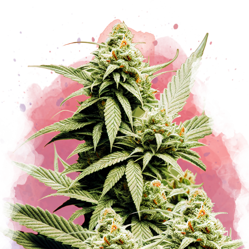 Cement Shoes feminized (5 seeds)