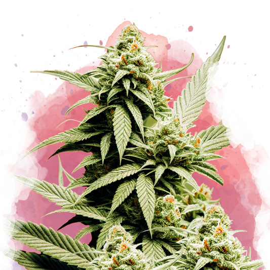Cement Shoes feminized (5 seeds)