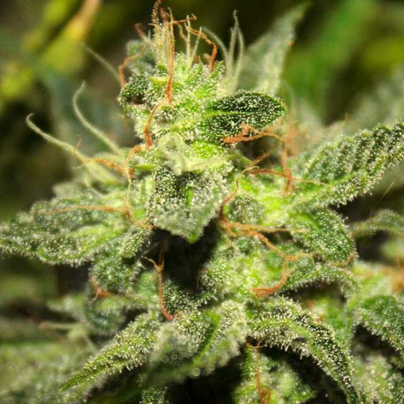 Sweet Tooth Faminized (100 seeds) - Feminized seeds